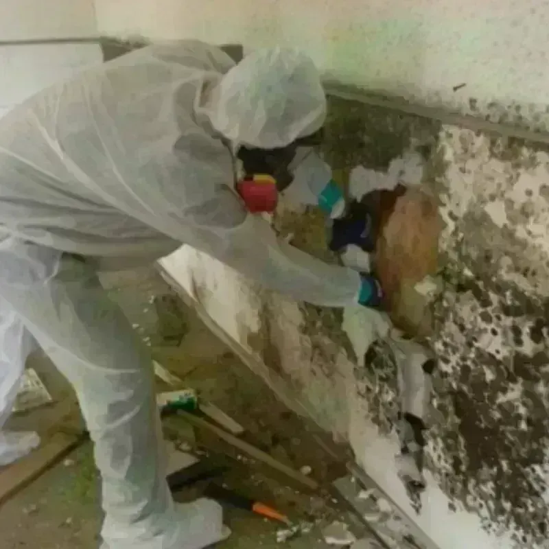 Mold Remediation and Removal in Sevier County, AR